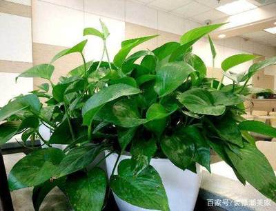植物养护知识：让你的绿植生机勃勃