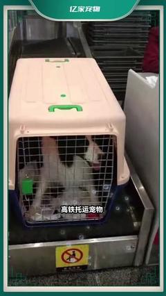 高铁宠物托运服务规范与注意事项公布