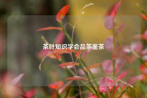 茶叶知识学会品茶鉴茶