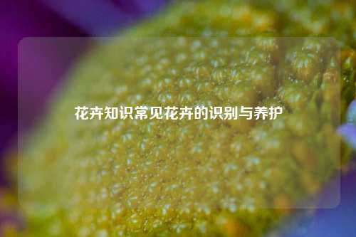 花卉知识常见花卉的识别与养护